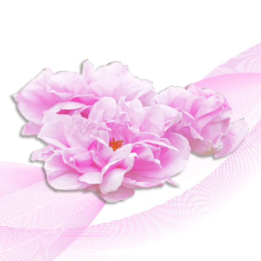 Bulgarian Rose