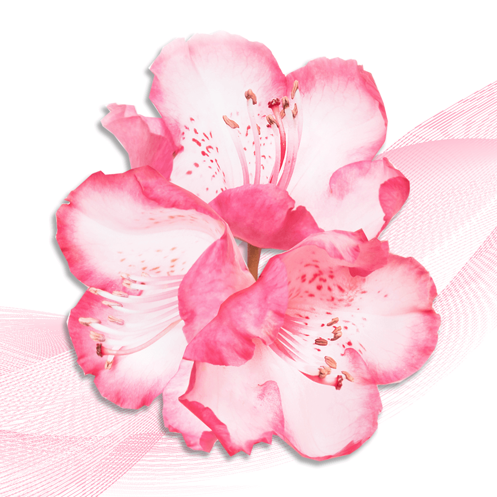 Sakura Japan
