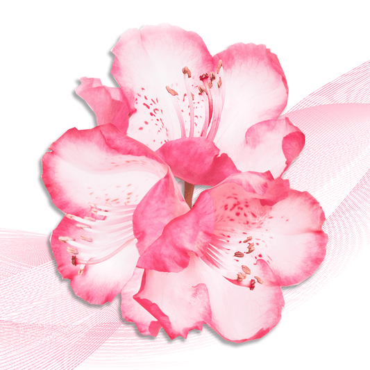 Sakura Japan