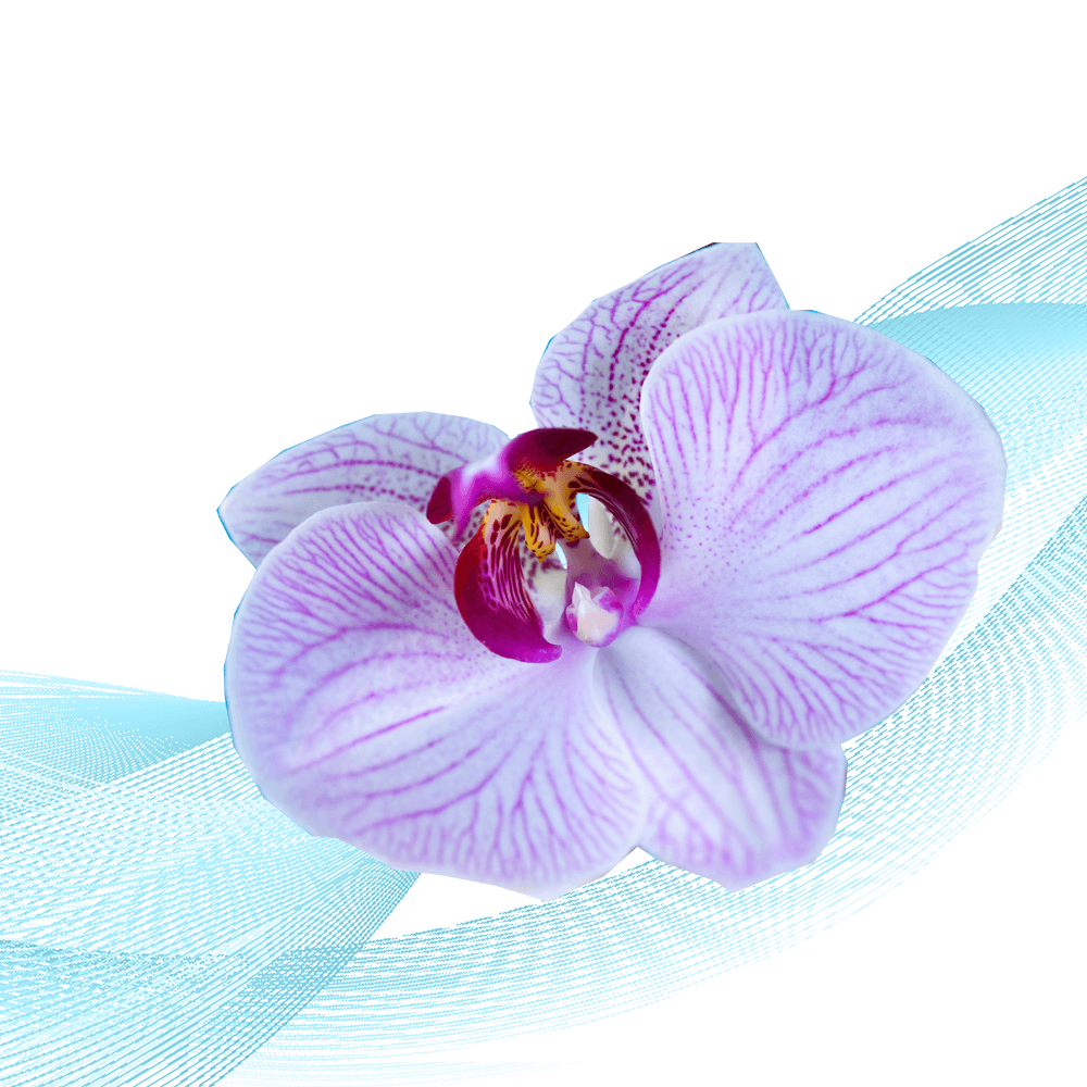 Winter Violet
