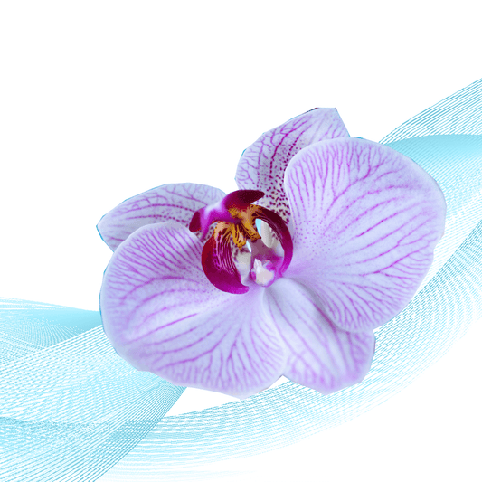 Winter Violet