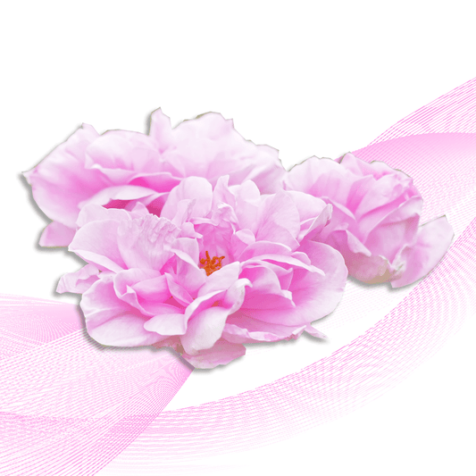hoa hồng bulgaria